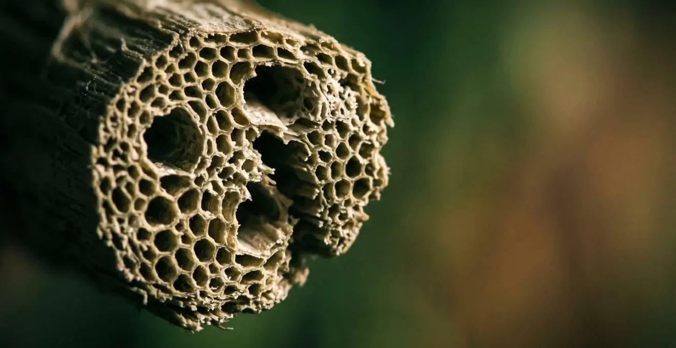 Représentation visuelle du cycle de vie et de la séquestration de carbone des isolants naturels québécois, montrant la structure fibreuse.